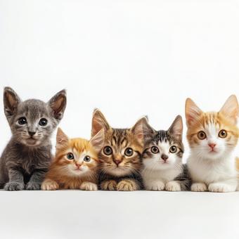猫 猫の写真