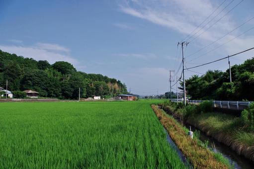 水田のある夏の田舎の風景 水田のある夏の田舎の風景 田園風景,田園,水田の写真素材