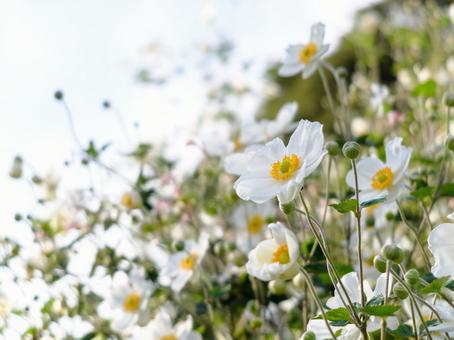 Shumayigiku, postcard, image, flower, JPG