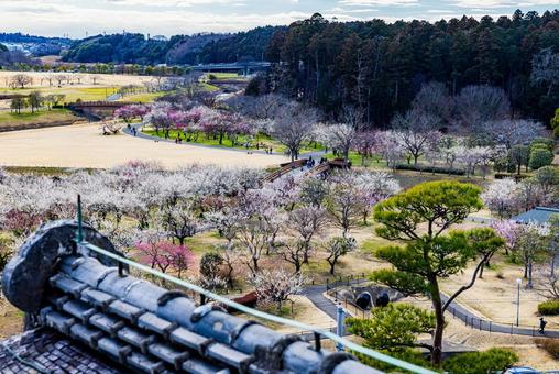 偕楽園公園　満開の梅園 偕楽園,花,梅の写真素材