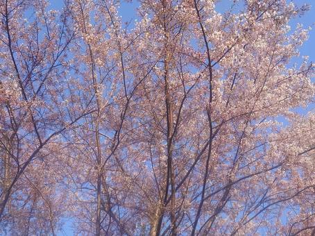 桜 桜の写真