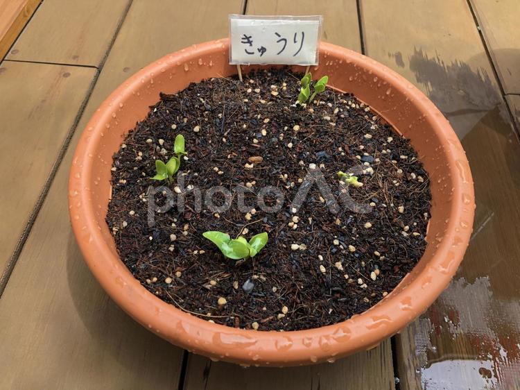 きゅうりのプランター菜園 きゅうり,プランター,家庭菜園の写真素材