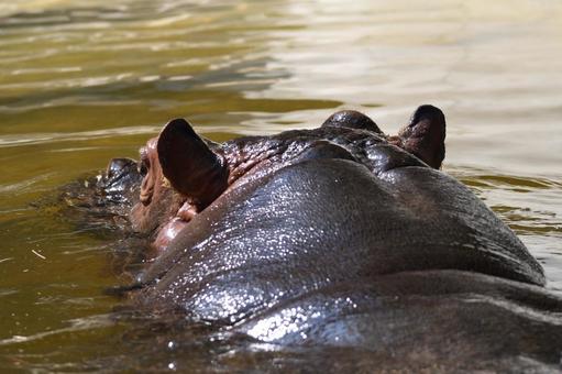 Photo, hippo, hippopotamus, animal, 