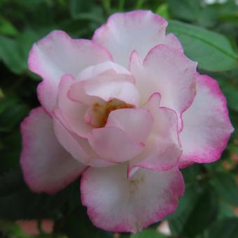 バラ（ミニバラ） バラ,ミニバラ,薔薇の写真素材