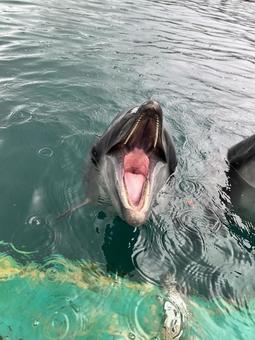 イルカのおねだり イルカのおねだりの写真