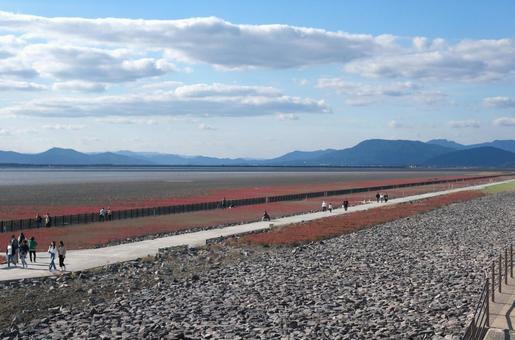有明海のシチメンソウ シチメンソウ,有明海,秋の写真素材