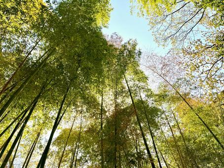 竹林 竹林の写真