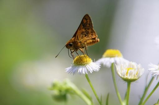 花の蜜を吸う小さな蛾1 花の蜜を吸う小さな蛾1 蛾,虫,昆虫の写真素材