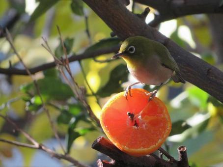 メジロ メジロ,鳥,野鳥の写真素材