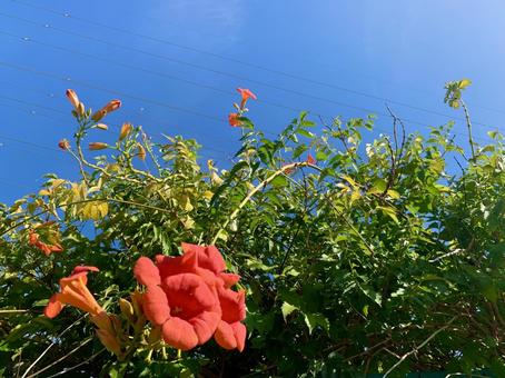 花と空 花と空の写真
