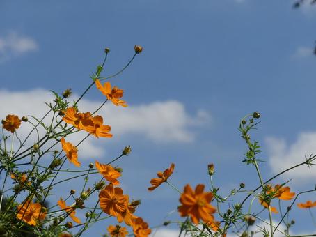 秋を感じさせる青空とキバナコスモス 秋を感じさせる青空とキバナコスモス コスモス,キバナコスモス,秋の写真素材