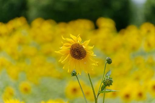 Sunflowers shining in the morning sun , JPG Sunflowers shining in the morning sun , JPG