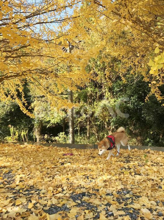 イチョウ並木と柴犬 銀杏並木,銀杏,秋の写真素材