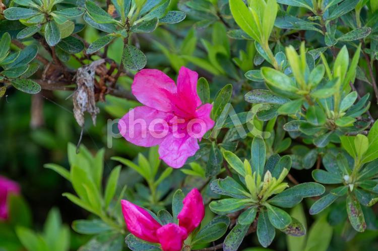 ツツジの鮮やかな花が緑に映える ツツジ,花,ピンクの写真素材