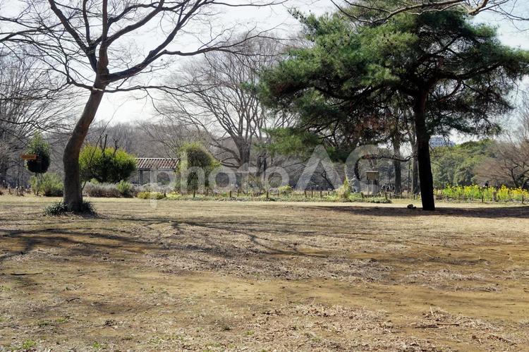 代々木公園の風景 代々木公園,広場,東京の写真素材