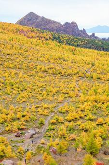 カラマツと浅間山 カラマツ,紅葉,秋の写真素材