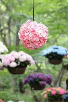 Hydrangea Garden, JPG
