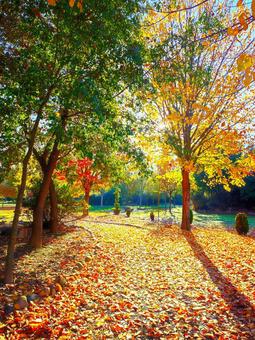 秋の公園 秋の公園 落ち葉,秋,紅葉の写真素材