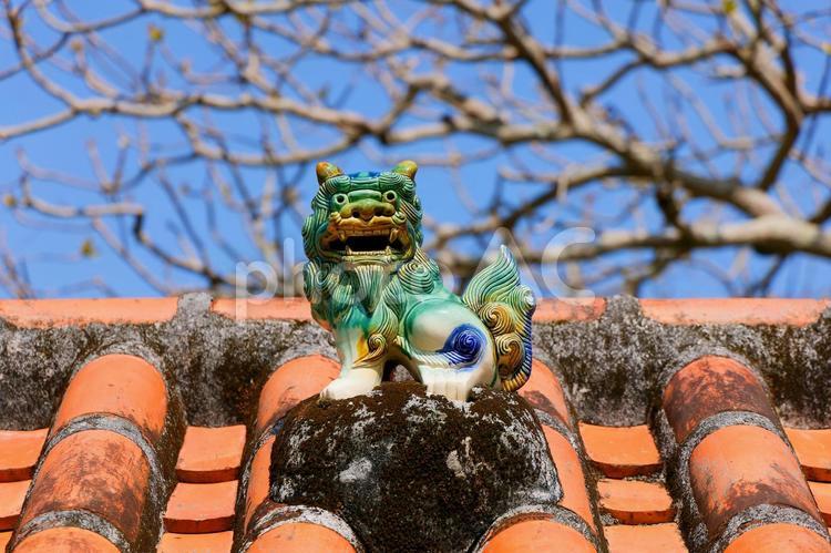 シーサー シーサー,沖縄,魔除けの写真素材
