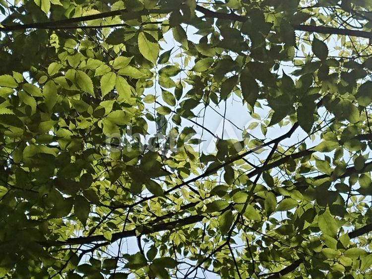 木漏れ日 木,山,木漏れ日の写真素材