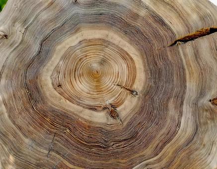 木の断面図・年輪のアップ1 木材,ねんりん,木目の写真素材