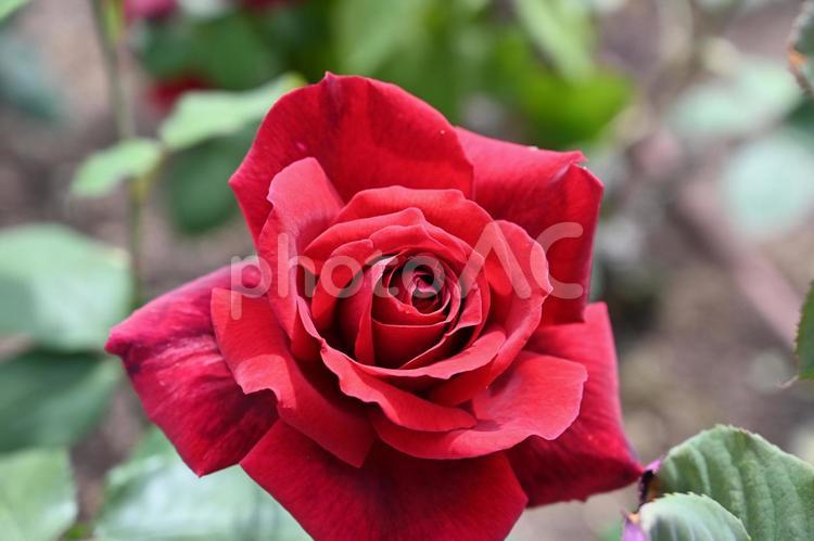 自家栽培の薔薇 薔薇,自家栽培,ピンクの写真素材