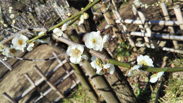梅　白　枝 梅,枝,木の写真素材