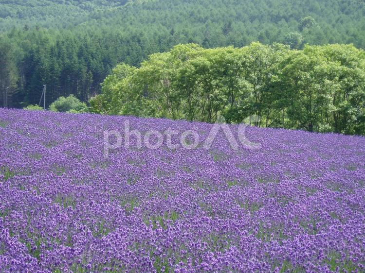 北海道の富良野のラベンダー畑 北海道,富良野,ラベンダーの写真素材