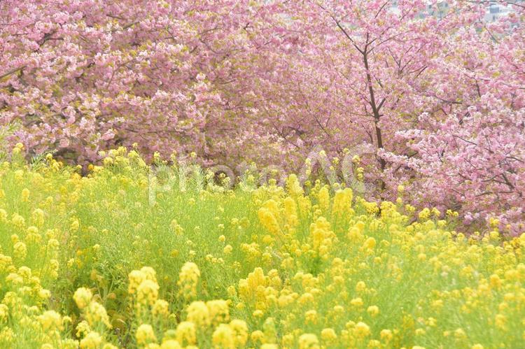 菜の花と河津桜の競演 植物,花,春の写真素材