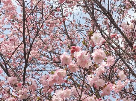 桜7 桜7の写真