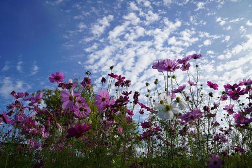コスモス コスモス,秋,晴天の写真素材