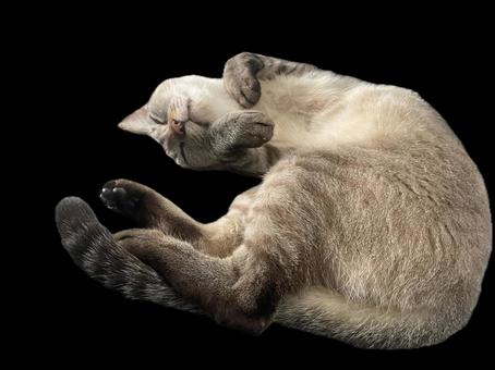 撫でていいんですよな猫 撫でていいんですよな猫 いとおしい,うちの子,かわいいの写真素材