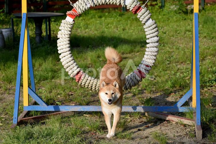 柴犬・ジャンプ・着地 柴犬,柴,犬の写真素材