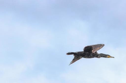 雲の海を渡る羽根 雲の海を渡る羽根の写真