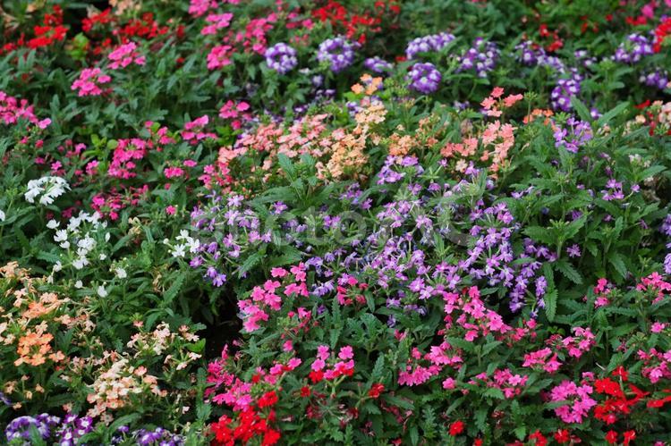 色とりどりの花が咲く花壇 ガーデニング,花壇,カラフルの写真素材