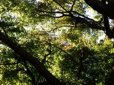 11月、木漏れ日が映る郊外の林道 木,木々,枝の写真素材