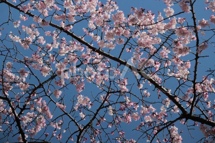 しだれ桜 しだれ桜,桜,春の写真素材