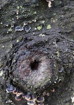 木のウロ 木のウロの写真