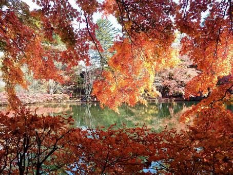紅葉 紅葉の写真