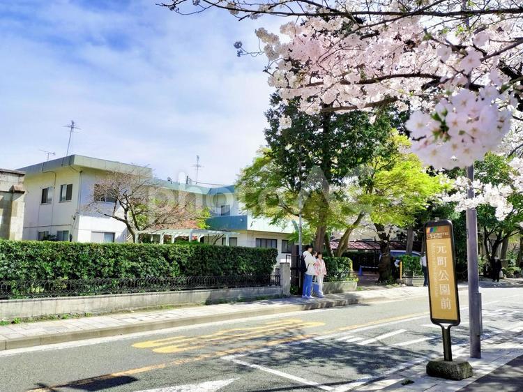 横浜山手「元町公園前」バス停と桜 山手,桜,元町公園前の写真素材