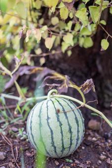 水滴輝く畑の小玉スイカ スイカ,小玉スイカ,ミニスイカの写真素材