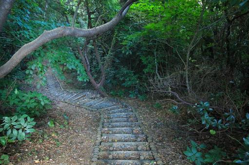 愛媛県伊方町　番匠鼻への道 番匠鼻,道,歩道の写真素材