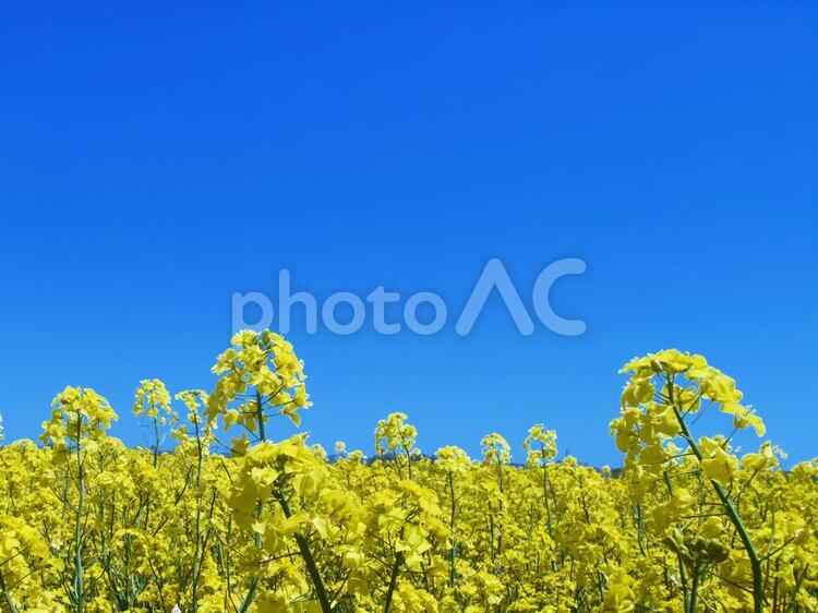 絶景のお花畑 菜の花,菜の花畑,花の写真素材