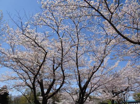 Photo, april, cherry blossoms, petal, 