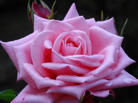 雨の日に 雨の日にの写真