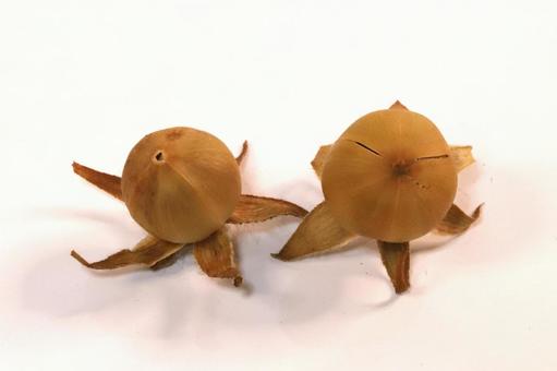 朝顔のタネ 朝顔のタネ 植物,アサガオ,朝顔の写真素材