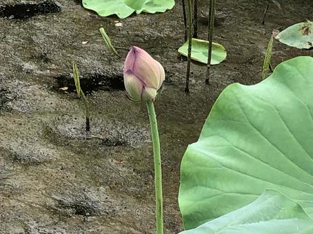 小田原 小田原,小田原城址公園,蓮の写真素材