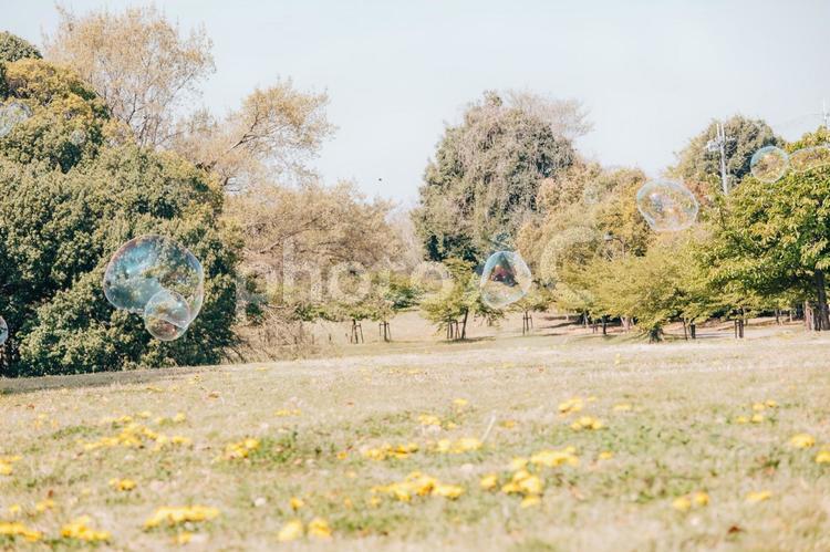 シャボン玉のある風景 シャボン玉,青空,天気の写真素材