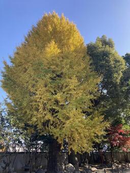 イチョウとモミジとクスノキ 紅葉,黄葉,イチョウの写真素材