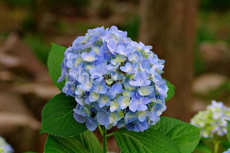 青いアジサイの夢 アジサイ,紫陽花,青の写真素材